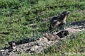 VBS_1 -  Plateau du Mont-Cenise, Grand Croix, Marmotte_-_0057 mt